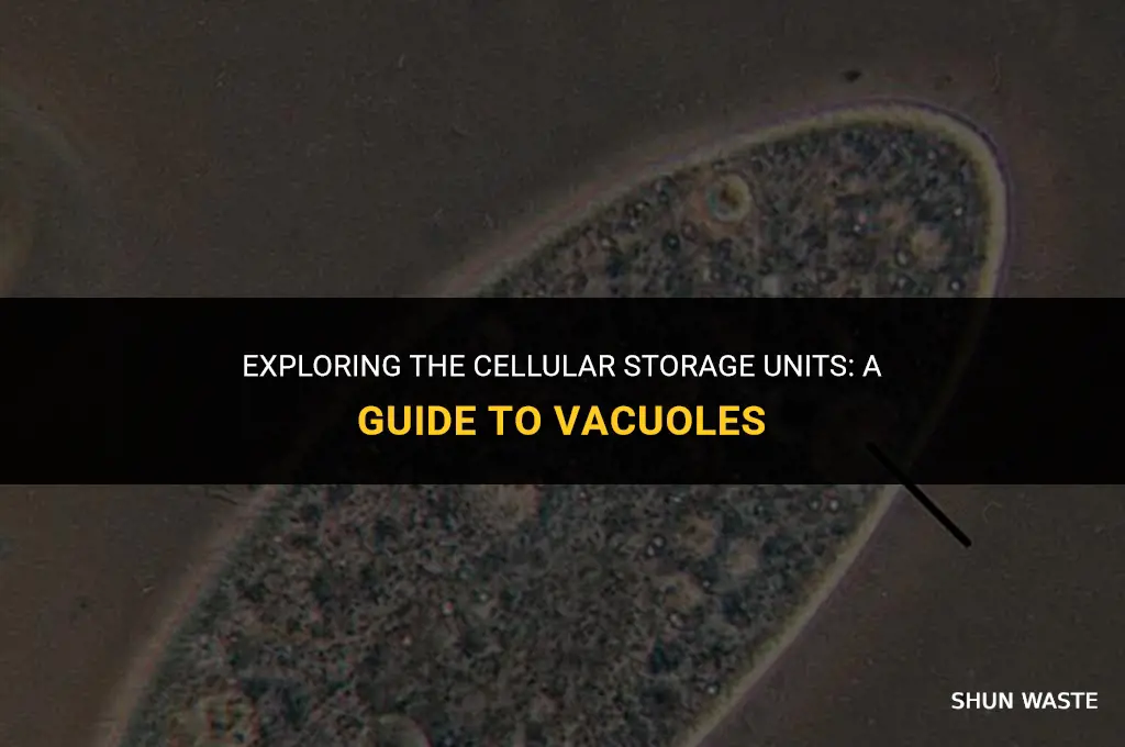 what organelles store water food and waste