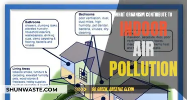 Plants and Pollution: Unseen Indoor Air Threats