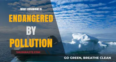 Endangered Species: Pollution's Victims