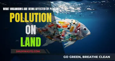 Land Plastic Pollution: Impact on Organisms