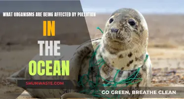 Ocean Pollution's Impact on Marine Life