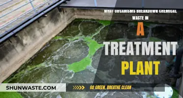 Microbial Heroes: Organisms Breaking Down Chemical Waste in Treatment Plants