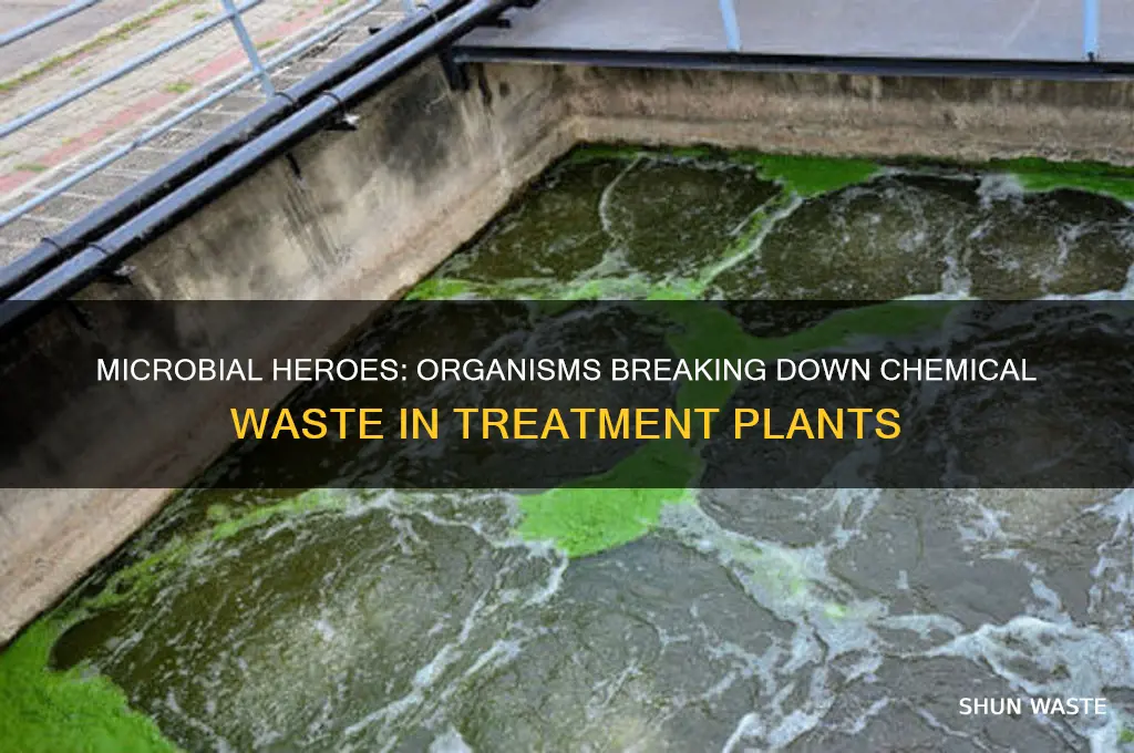 what organisms breakdown chemical waste in a treatment plant