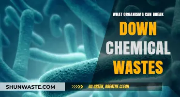 Nature's Cleanup Crew: Organisms That Break Down Chemical Wastes