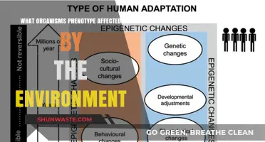 Environmental Factors Shaping Organisms' Phenotypes: A Comprehensive Exploration