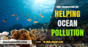 Ocean Heroes: Organizations Fighting Pollution