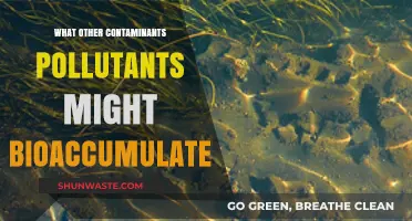 How Bioaccumulation Affects Our Health and Environment