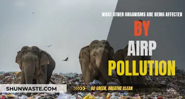 Air Pollution's Impact on Wildlife and Ecosystems