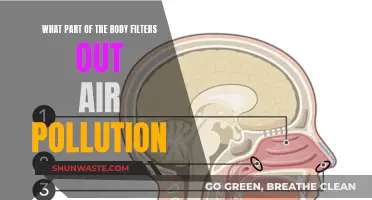 The Lungs: Our Body's Air Pollution Filter