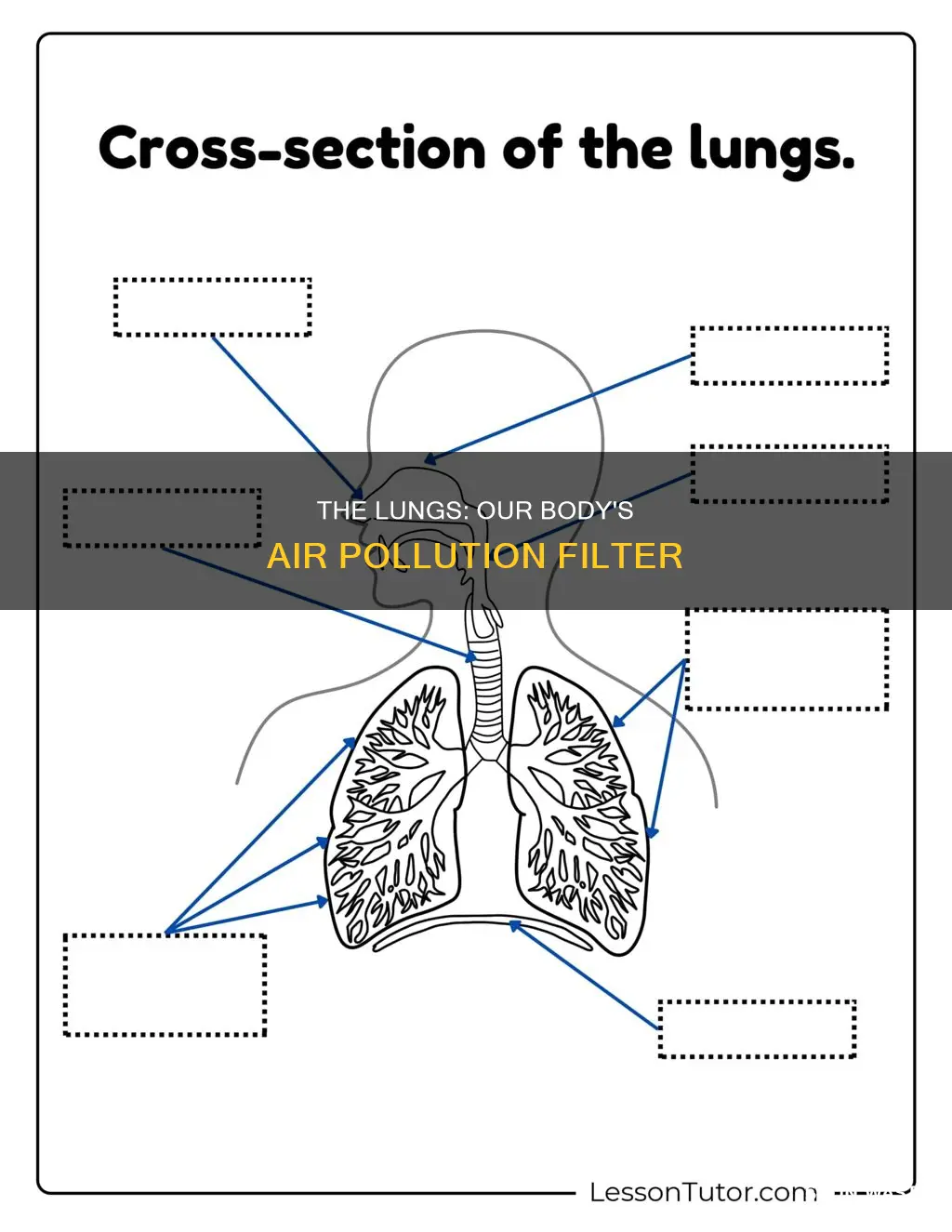 what part of the body filters out air pollution