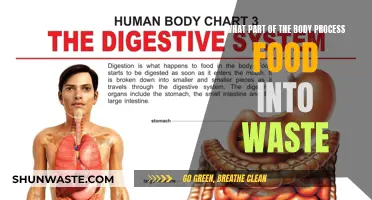 Digestive System: Transforming Food into Waste Efficiently