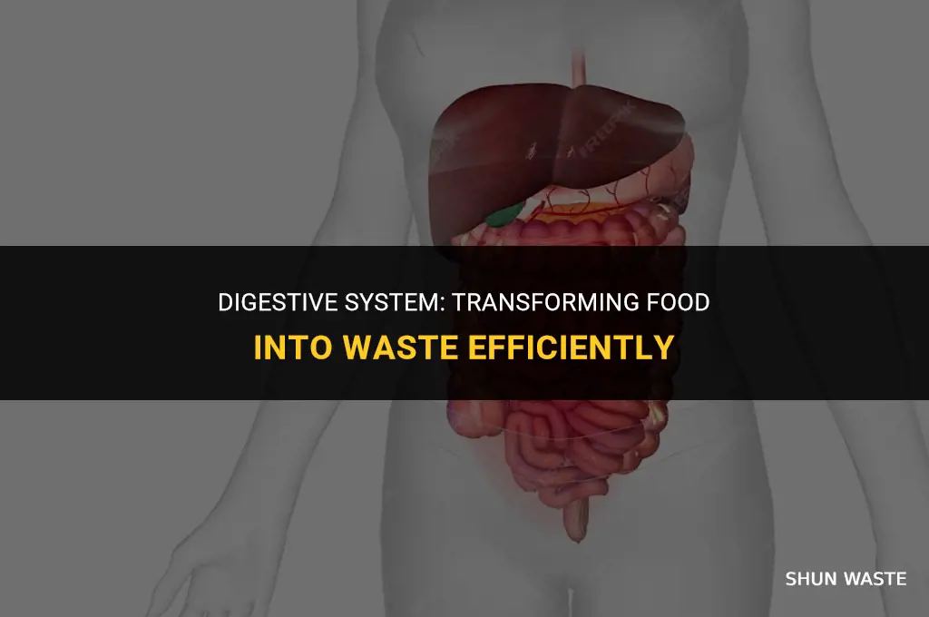 what part of the body process food into waste