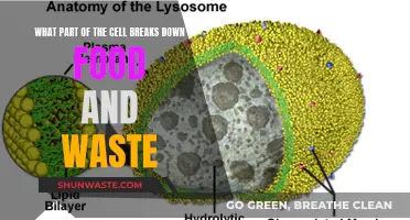 Unlocking the Secrets of Cellular Digestion: A Deep Dive into Lysosomes
