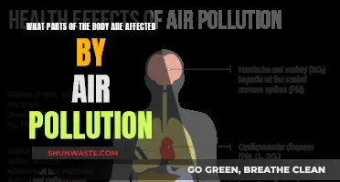 Air Pollution's Impact: Your Body Under Attack