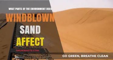 Windblown Sand's Impact: Ecosystems, Infrastructure, and Coastal Landscapes Affected