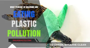 Dolphins and Plastic: A Deadly Diet
