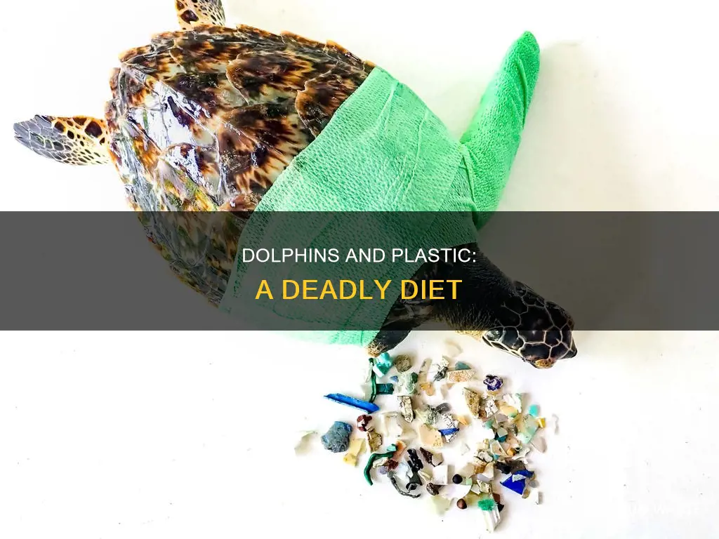 what percent of dolphins are eating plastic pollution
