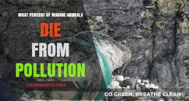Marine Life: Pollution's Deadly Toll