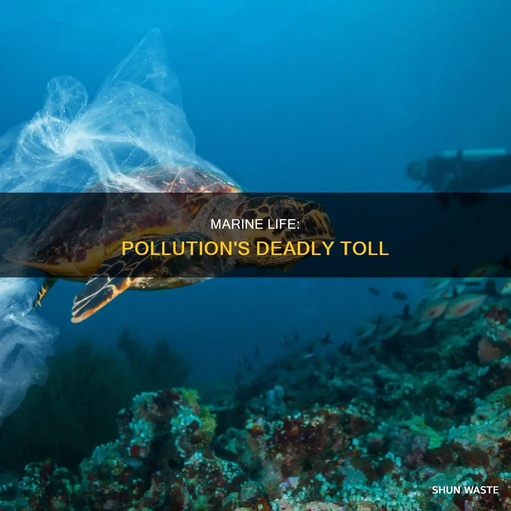 what percent of marine animals die from pollution