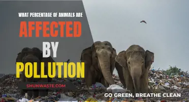 Pollution's Impact: Animals Endangered by Human Activity