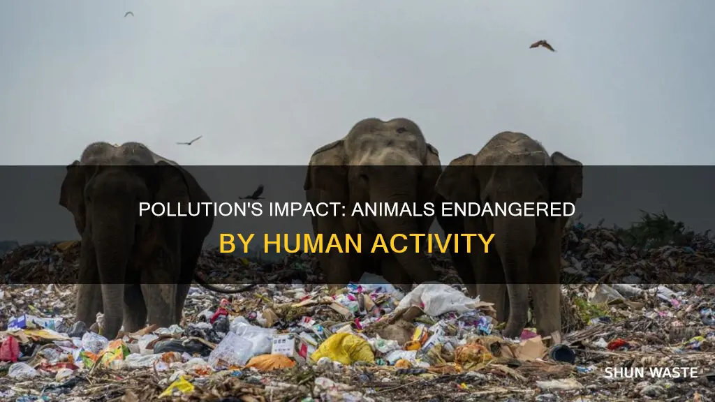 what percentage of animals are affected by pollution