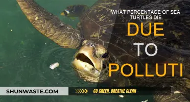 Pollution's Deadly Impact on Sea Turtles