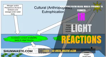 Light Reactions' Surprising Waste: Unveiling Photosynthesis' Oxygen Secret