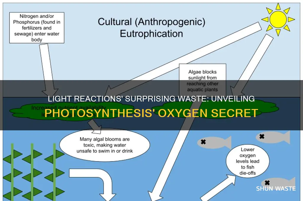 what photosynthesis waste product is formed in light reactions