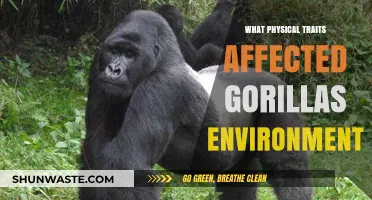 How Gorillas' Physical Traits Shape Their Environment and Survival