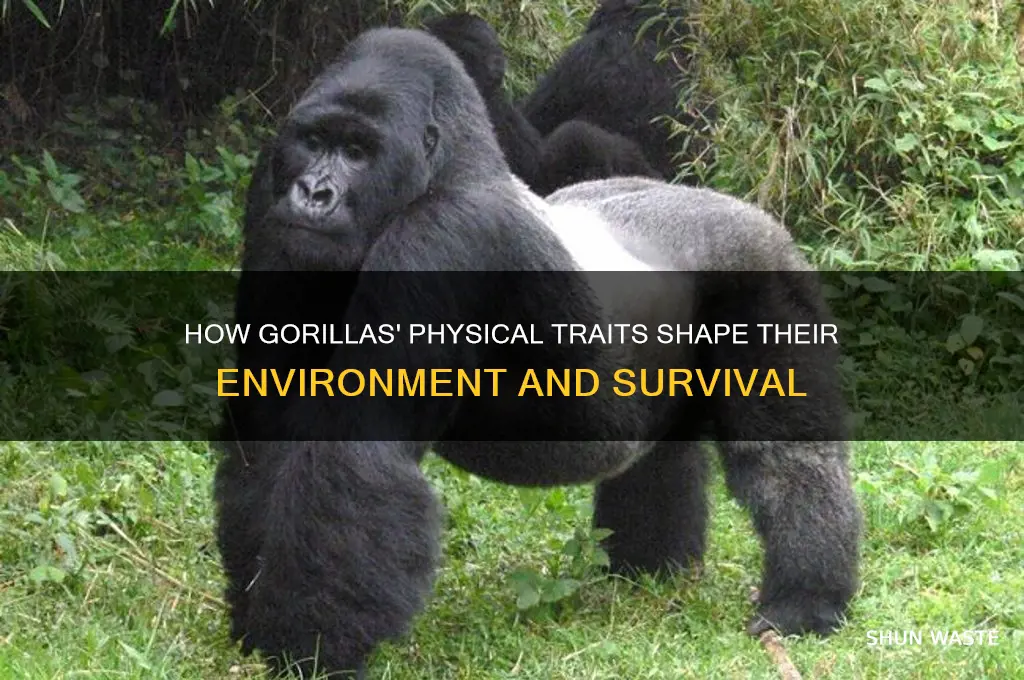 what physical traits affected gorillas environment