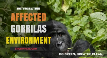 How Gorillas' Physical Traits Shape Their Environment and Survival