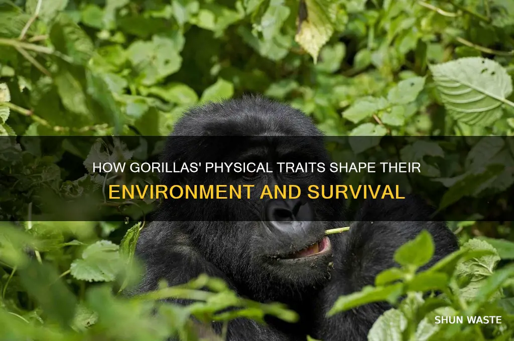 what physical traits affected gorrilas environment