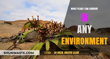 Toughest Plants: Thriving in Any Climate and Condition Worldwide