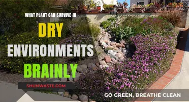 Top Drought-Resistant Plants Thriving in Arid Conditions: Brainly Guide