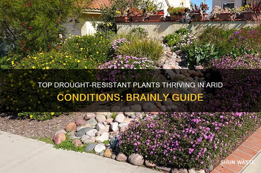 what plant can survive in dry environments brainly