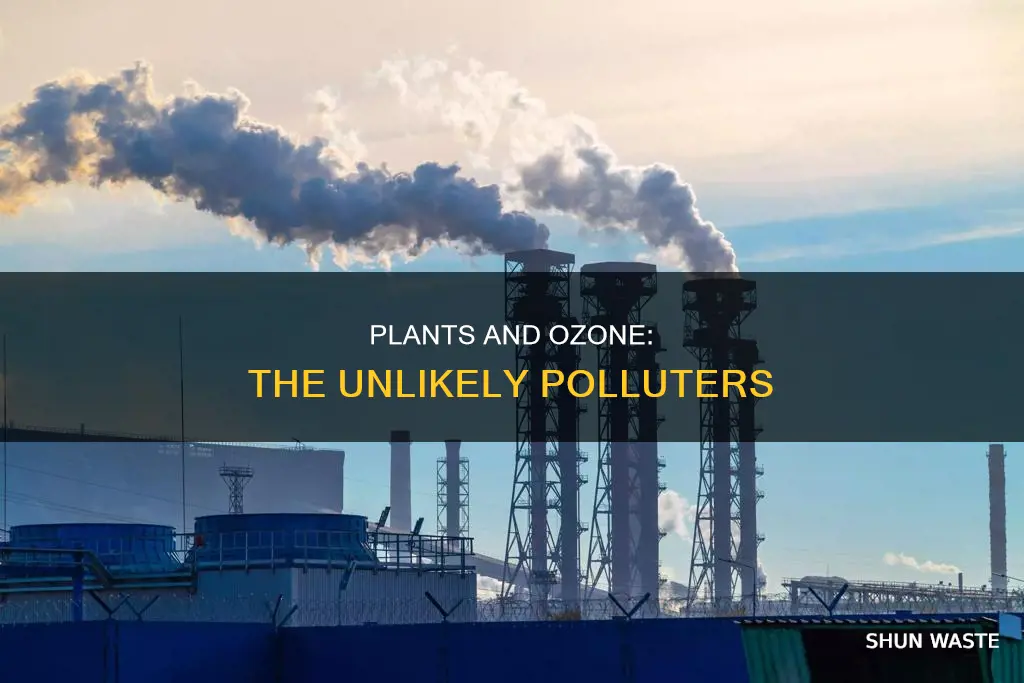 what plant or vine is a major ozone polluter