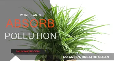 Plants: Natural Air Purifiers for a Greener Home