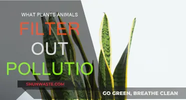 Green Allies: Filtering Pollution with Nature