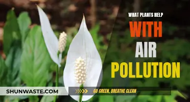 Plants That Purify: Natural Air Filters