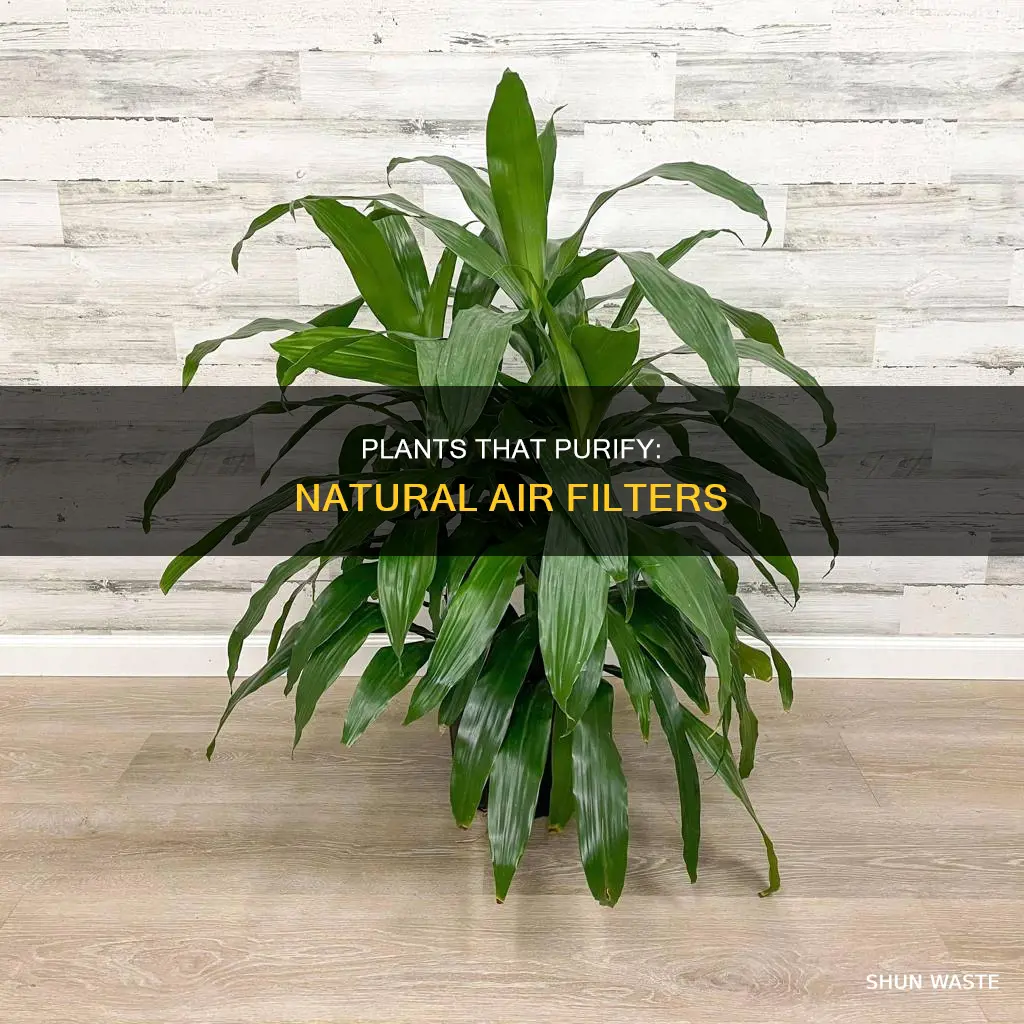 what plants help with air pollution