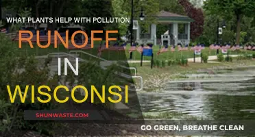 Wisconsin's Pollution Solution: Nature's Filtering Plants