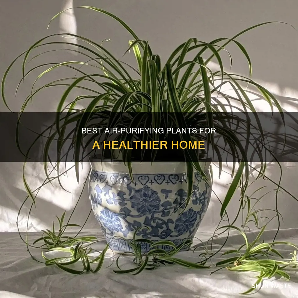 what plants purify air pollution best