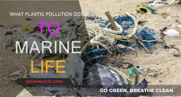 Plastic Pollution: Killing Marine Life