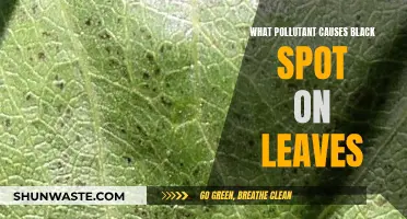 Uncover the Culprit: Black Leaf Spots and Their Hidden Cause