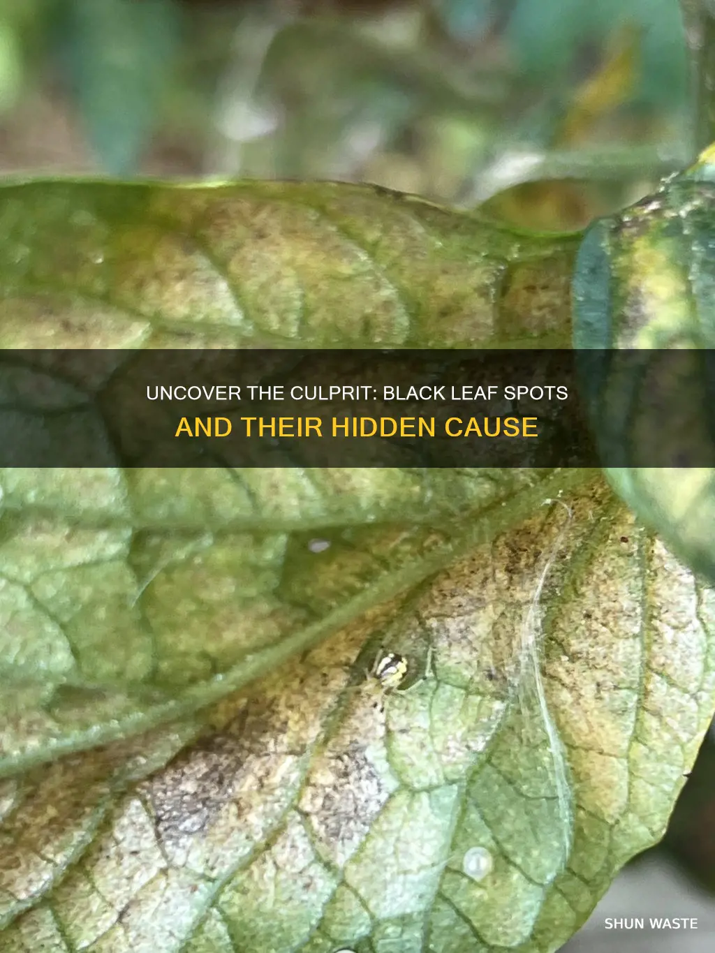 what pollutant causes black spot on leaves