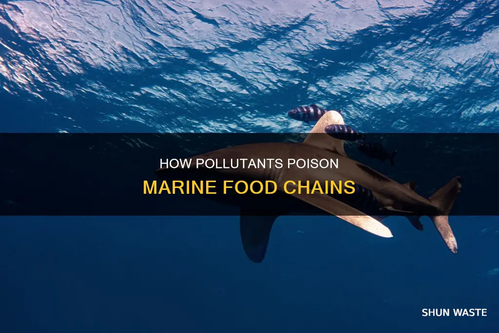 what pollutant concentrates marine food chains
