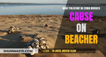 Zebra Mussels: Beachside Pollution Problem