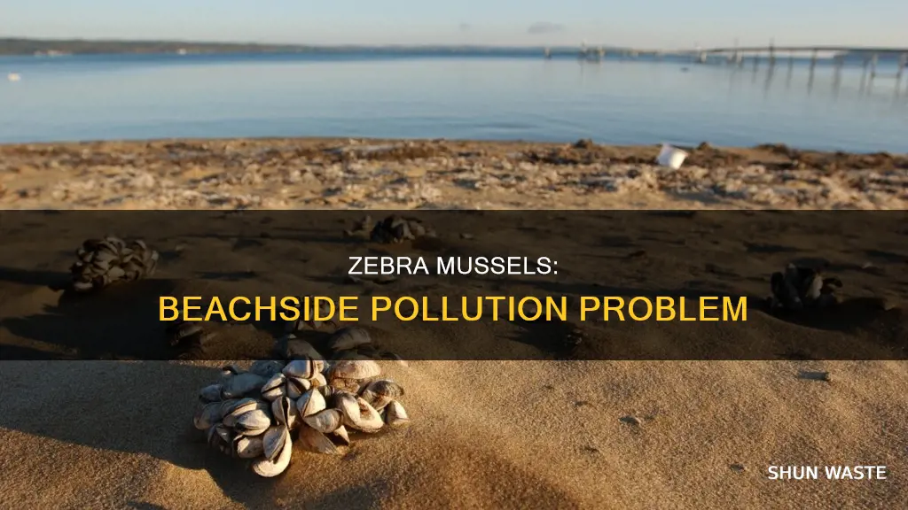 what pollutant do zebra mussels cause on beacher