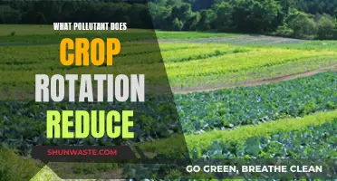 Crop Rotation: Reducing Soil Pollution, Improving Soil Health