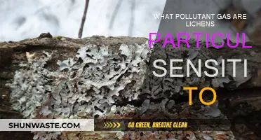 Lichen's Superpower: Detecting Air Pollution